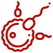 Fertility